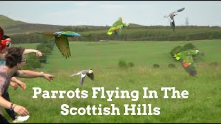 Parrots Fly In Scottish Hills || The Beauty Of Free Flight