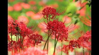 20191001巾着田曼珠沙華公園2019【HD・原画4K】