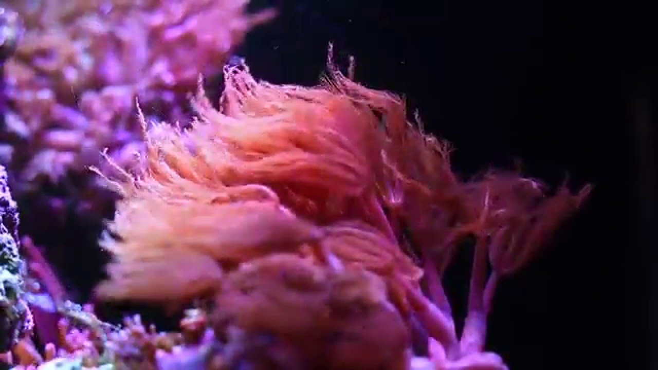 Корнулярия