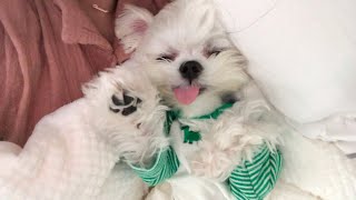 DOG VLOG)제발 일어나.[보리로그]