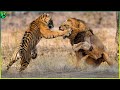 19 Most Brutal Fighting Moments Between Savage Predators