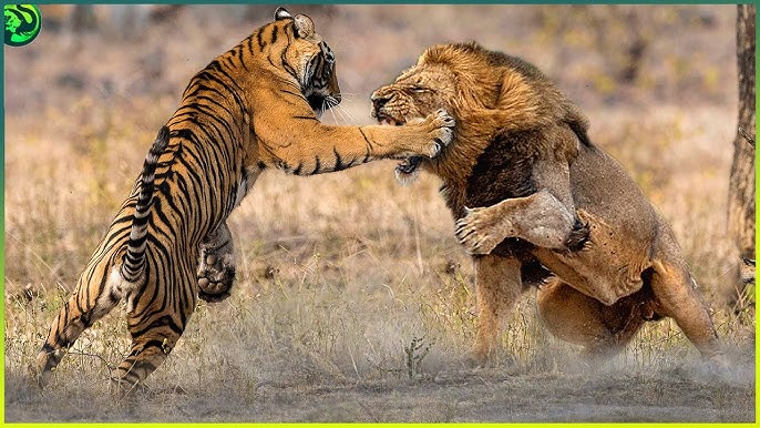 It uslubidagi pozitsiyada eshaklar va mushuklar Blowjob cum oqib chiqadi