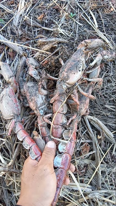 ini LOBSTER tanah. bukn LOBSTER LAUT. #Shorts