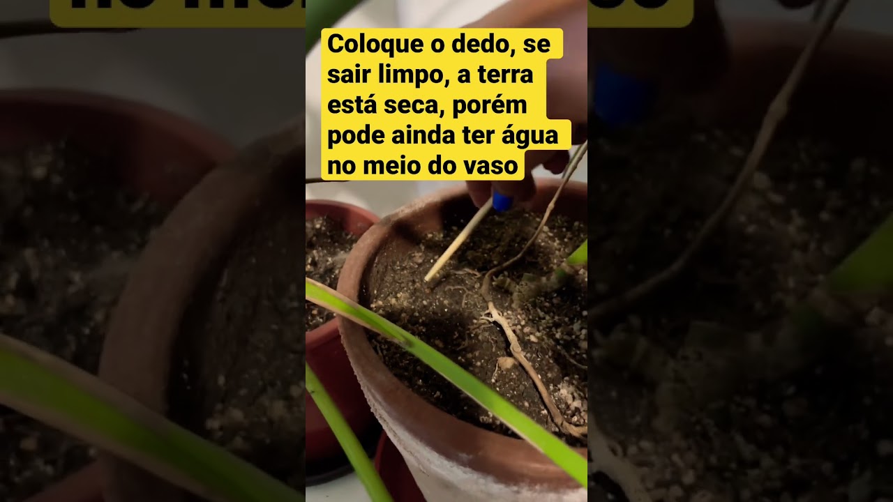 Como saber a hora de regar a sua planta.  