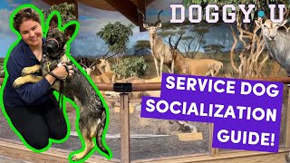 How to Socialize a Service Dog Puppy for Public Access! (w/ German Shepherd Pup)