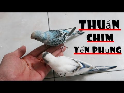 Video: Cách Thuần Hóa Chim Hoàng Yến