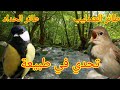 تحدي في تغريد بين طائر العندليب و طائر الحداد في طبيعة لتلقين فراخ الحسون Birds Singing In Nature 