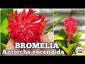 BROMELIA con su impactante floración | Billbergia pyramidalis y sus cuidados 💕🌿