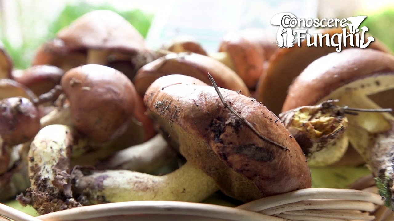 Conoscere i Funghi: Suillus granulatus [ COMMESTIBILE ]
