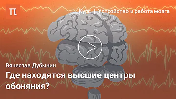 Кора больших полушарий — Вячеслав Дубынин