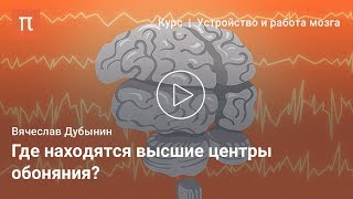 Кора больших полушарий — Вячеслав Дубынин Кора больших полушарий — Вячеслав Дубынин