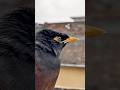 ⬅️[Watch_Full_Video]__💁The Sound of Rain &amp; A Myna Bird (Pure Relaxation)_❤️🌧️December 22, 2025_RWP