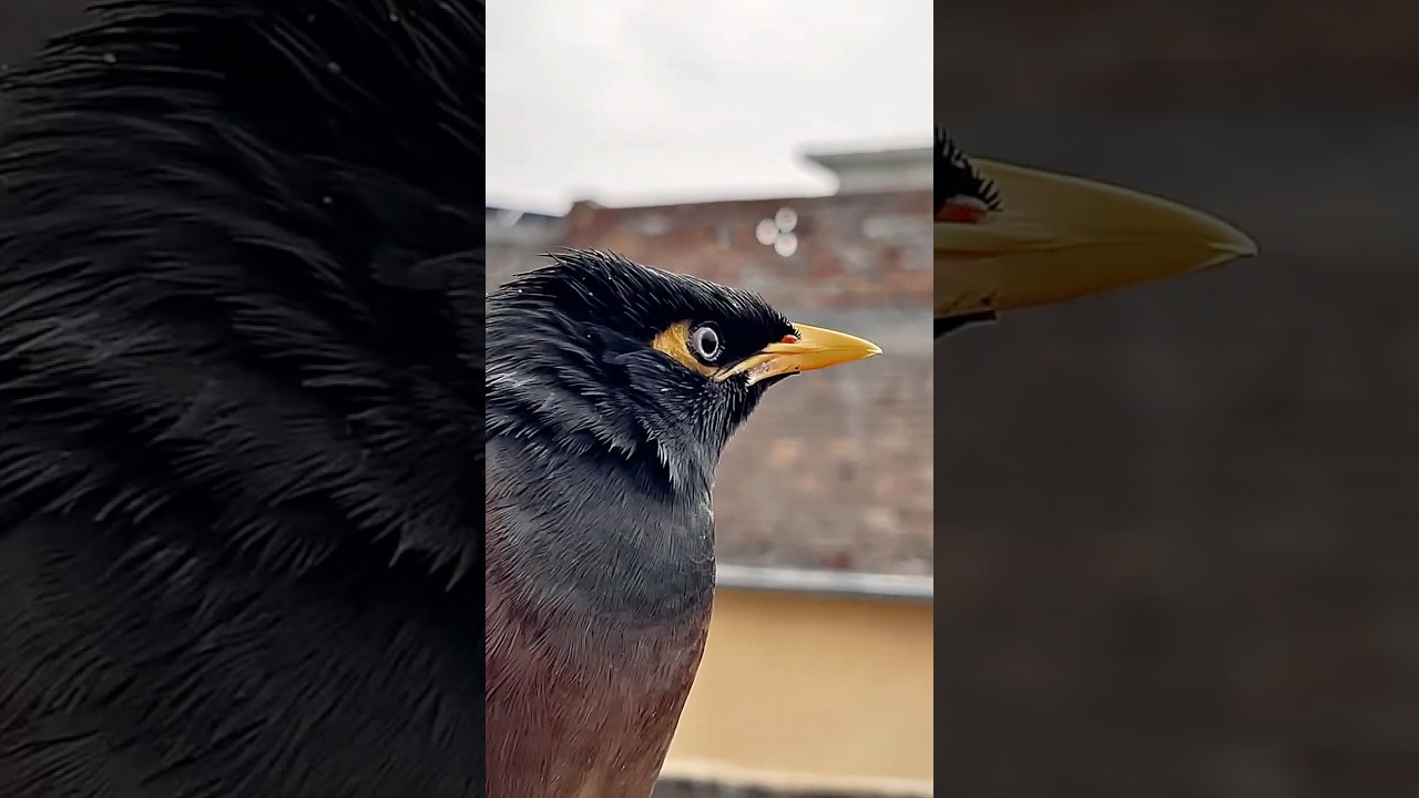 ⬅️[Watch_Full_Video]__💁The Sound of Rain & A Myna Bird (Pure Relaxation)_❤️🌧️December 22, 2025_RWP