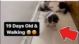 Magical Moment , Kittens Started To Walk 😁 / Kitten Video / Cat Video by MyPurrrfectWorld 311 views 1 month ago 4 minutes, 52 seconds