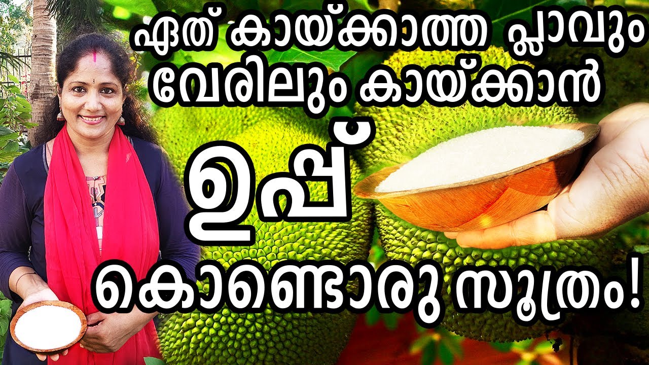 ഏത് കായ്ക്കാത്ത പ്ലാവും വേരിലും കായ്ക്കാൻ  ഉപ്പ് കൊണ്ടൊരു സൂത്രം! | Magic Epsom salt for Jackfruit!