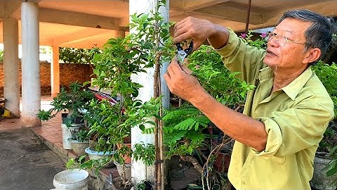 Thay Chậu Và Cắt Tỉa Lại Tán Cho Cây Hoa Giấy Dáng Văn Nhân