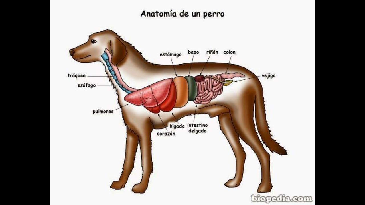 Внутреннее строение органов животных. Расположение внутренних органов у собаки анатомия. Анатомия чихуахуа внутренние органы. Внутреннее строение собаки анатомия. Анатомия таксы внутренние органы.
