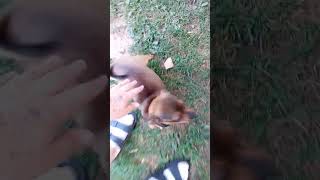 Gigi and honey bun being silly eating a stick and play fighting