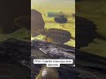 Una tortuga mimetizándose en su ambiente #tortuga #turtle #exotic #vida