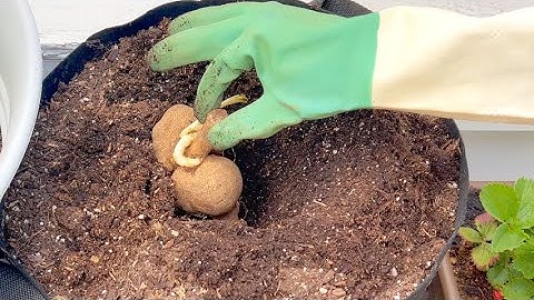 Thumbnail of Dahlia Planting: Cafe Au Lait ROYAL