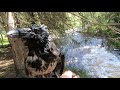 Похождения Серой вороны Крышечки в Карельской глуши | Hooded Crow Kryshechka - Deep Karelian Trip