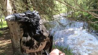 Похождения Серой вороны Крышечки в Карельской глуши | Hooded Crow Kryshechka - Deep Karelian Trip