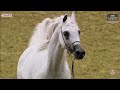 N 217 sultan al dhabi   9th qatar peninsula ahs for individual owners 2024   stallions 7 10 years ol