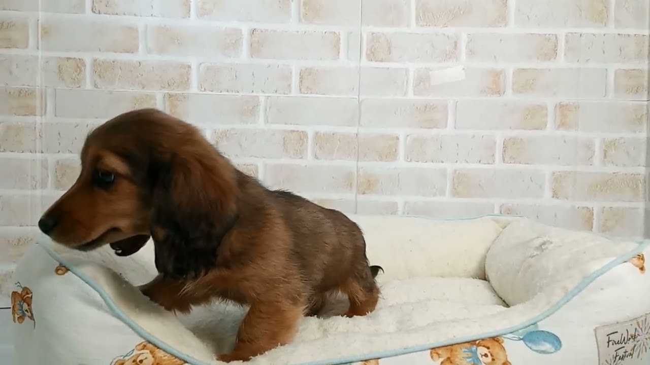 ダックスフンド 740590 M・ダックスフンド - YouTube