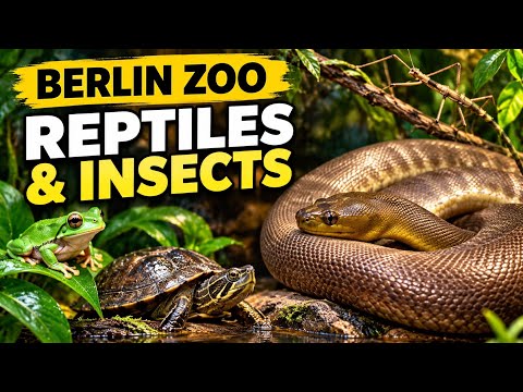 Reptiles & Insects at Berlin Zoo 🐍🐸 | خزندگان و حشرات در باغ وحش برلین