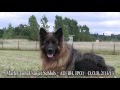 Kraftwerk K9 demonstrates obedience and agility with a trained male German Shepherds for sale Kraftwerk K9 demonstrates obedience and agility with a trained male German Shepherds for sale