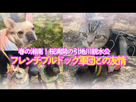 【猫動画】春の湘南!桜満開の引地川親水公園🐈🌸フレンチブルドッグ軍団との友情🐶