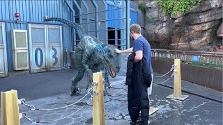 Raptor Encounter | Blue gets petted on her head again! Universal Studios Hollywood 2024