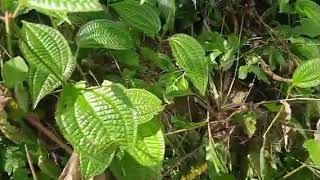 DANGDUT TRENDING REGINA ALVIRA FULL ALBUM
