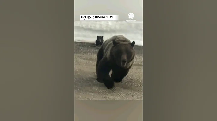 Shocking Encounter: Mama Bear Defends Cubs Against Car