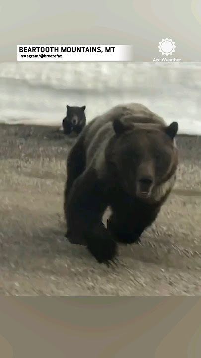 Shocking Encounter: Mama Bear Defends Cubs Against Car