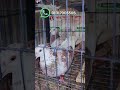 Salepost #pigeon #kabutar
