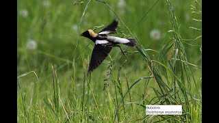 Bobolink singing, Willow Fly-Catcher too! + many more species Montezuma, New York on 5/20/2024!