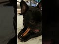 French Bulldog Chewing a 6” Thick Best Bully Stick Indoors