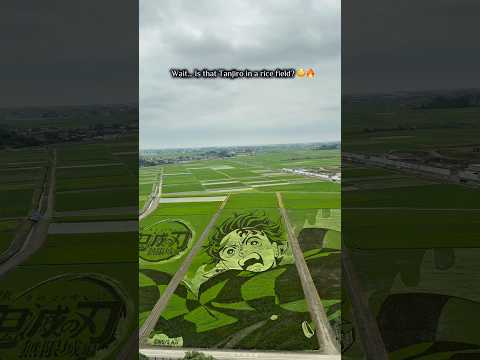 Kodai Hasu No Sato Ancient Lotus Park Gyoda Saitama Demonslayer Tanjiro Anime