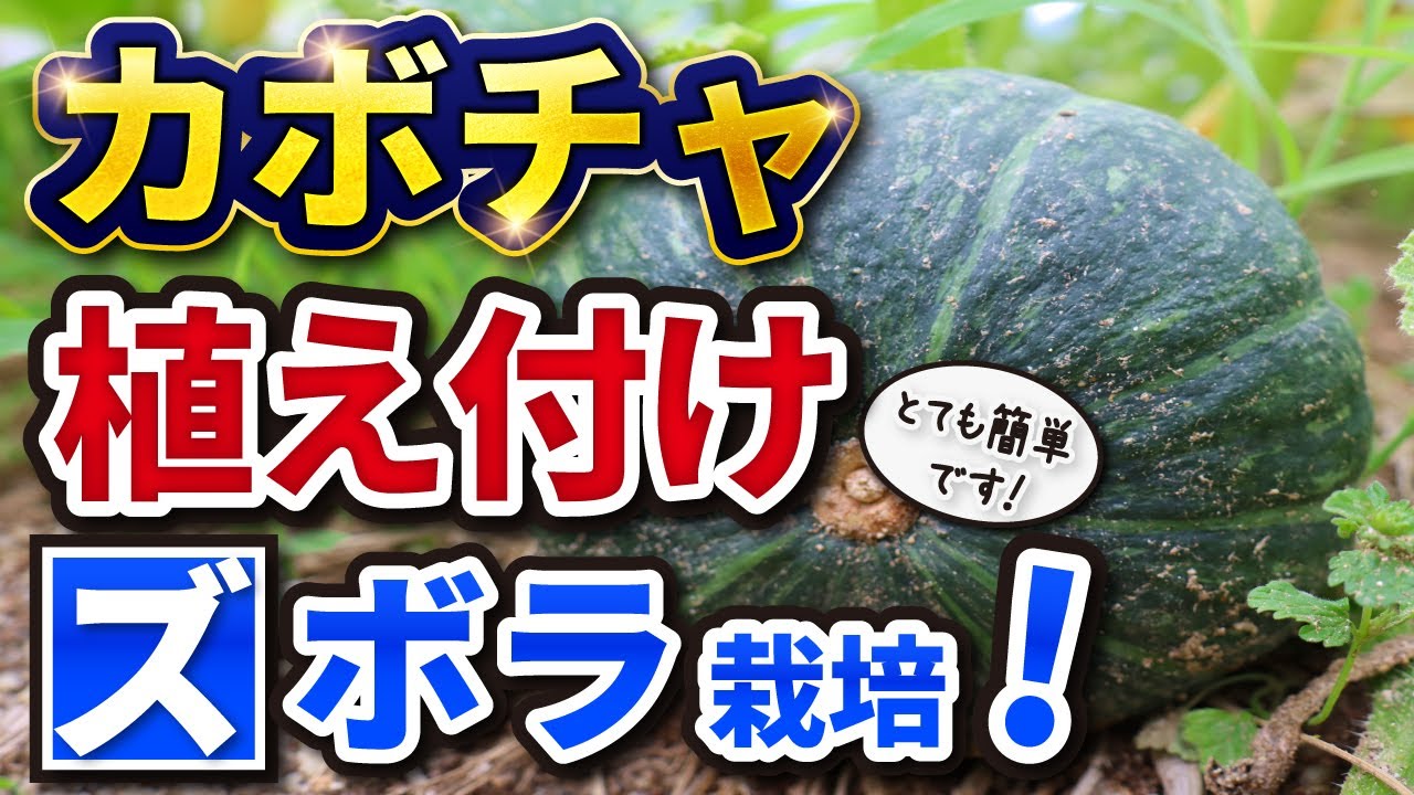 初心者もできる カボチャの育て方 5本の動画解説 マッキーブログ