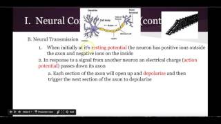 Module 9 Notes: Neurons & Neural communication