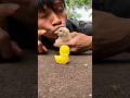 Dream beautifully 😴 A millipede, a chick, and a human sleep together #shortvideo