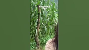 Thumbnail of medicinal plants 📍📍#ytshorts #songs #viral #youtube #trees