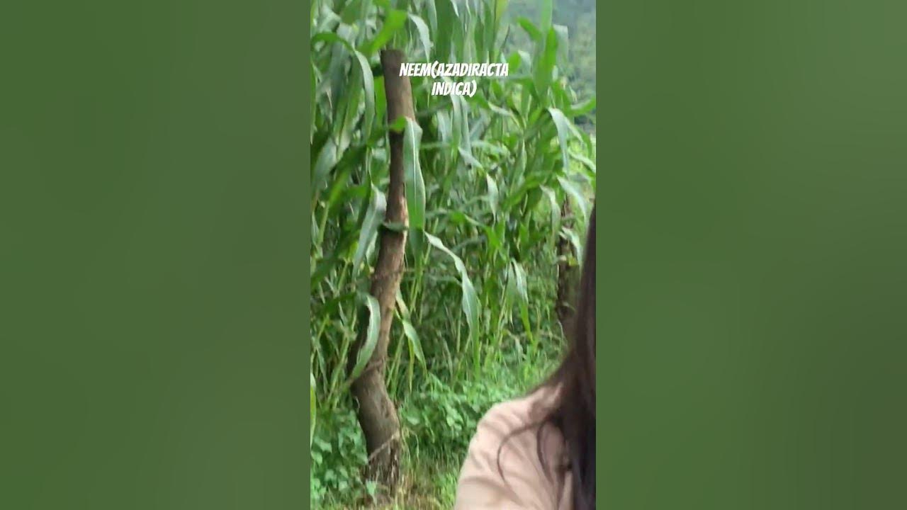 medicinal plants 📍📍#ytshorts #songs #viral #youtube #trees