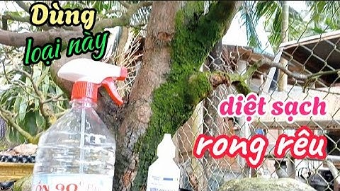 Cách diệt rong rêu an toàn hiệu quả 100%