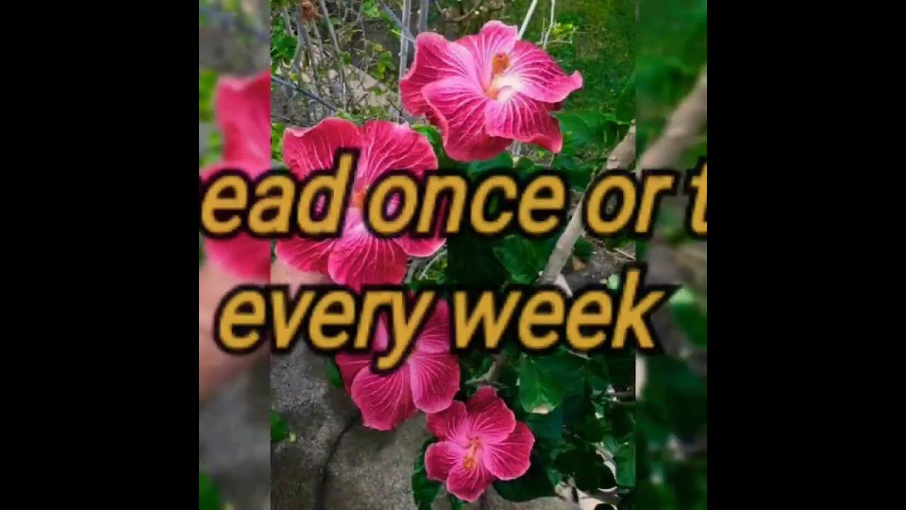 Tip to get more blooms on your hibiscus.🌺 YouTube