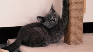 How kittens enjoy the weekend by Willy and Tilda 179 views 3 years ago 3 minutes, 58 seconds