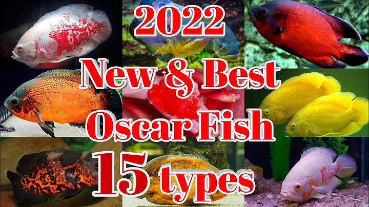 2022 New & Best Oscar Fish 15 types/Aquarium Oscar types /NTJ Tank Design