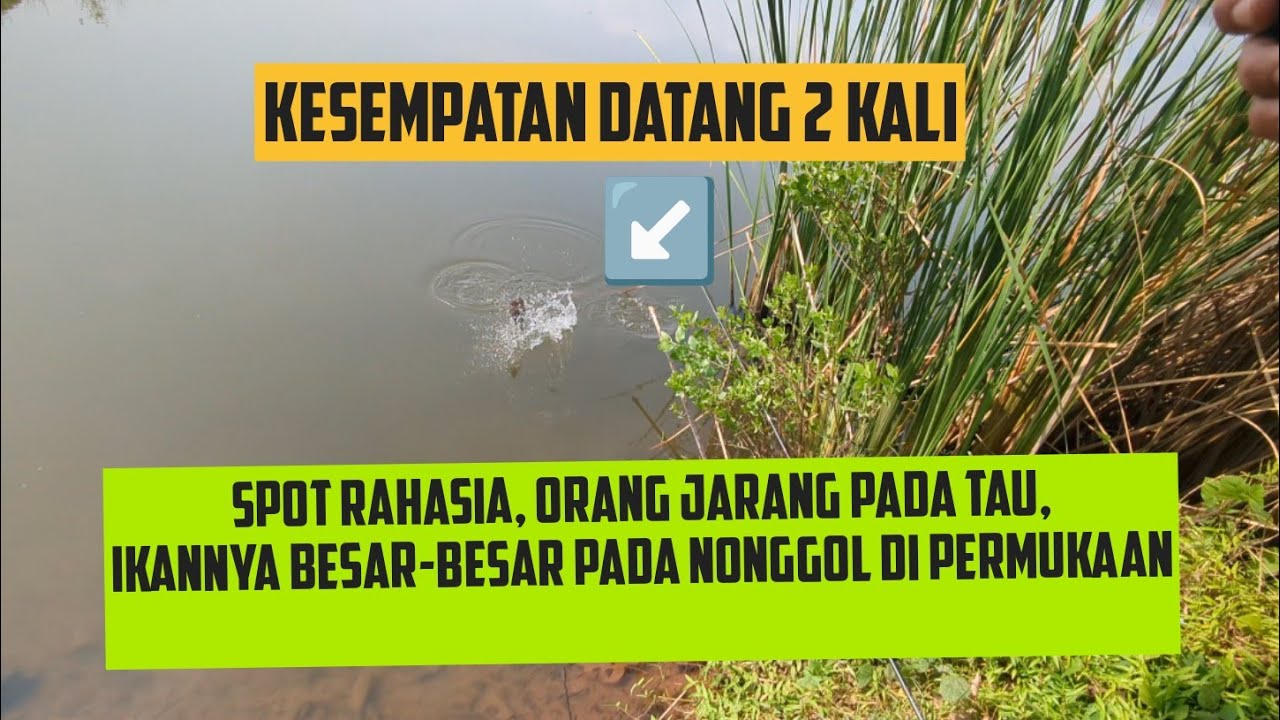 KALO UDAH REZEKINYA IKAN PUN AKAN KEMBALI LAGI ❗❗ MANCING IKAN NILA DAN MUJAIR