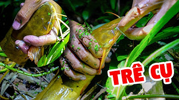 Cắm Câu Cá Trê Giáp Ranh Rừng U Minh Hạ
